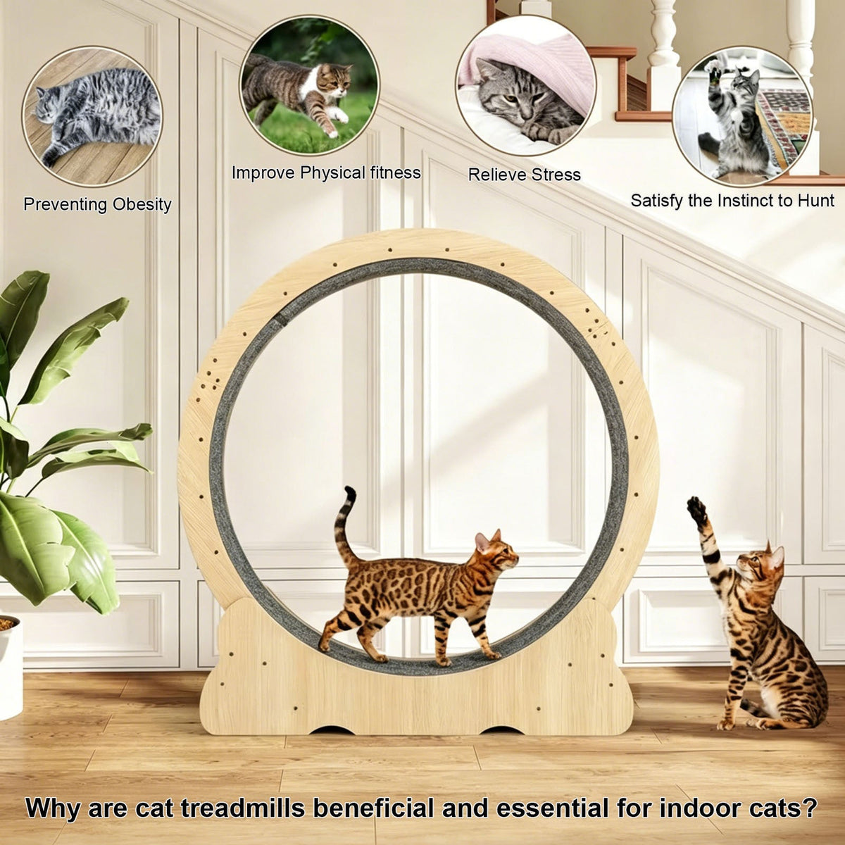 Large Indoor Cat Exercise Wheel with Detachable Carpet